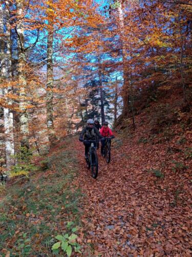 Abfahrt durchs Herbstlaub I
